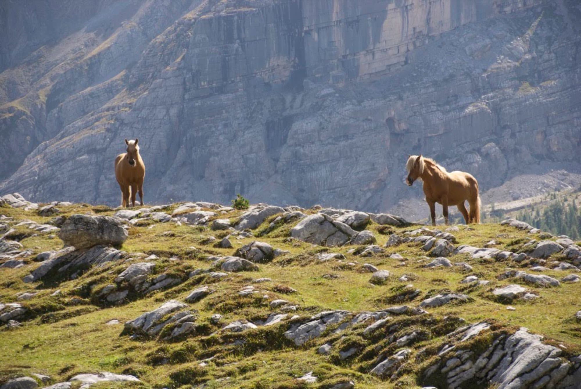 Cavalli Haflinger sui prati alpini